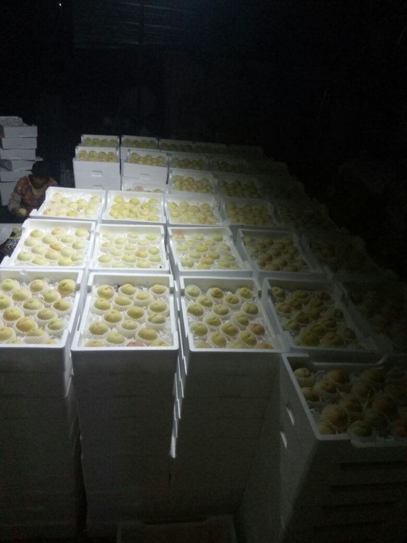白桃蒙阴蜜桃支持视频看货产地直发，对接电商平台支持一件代