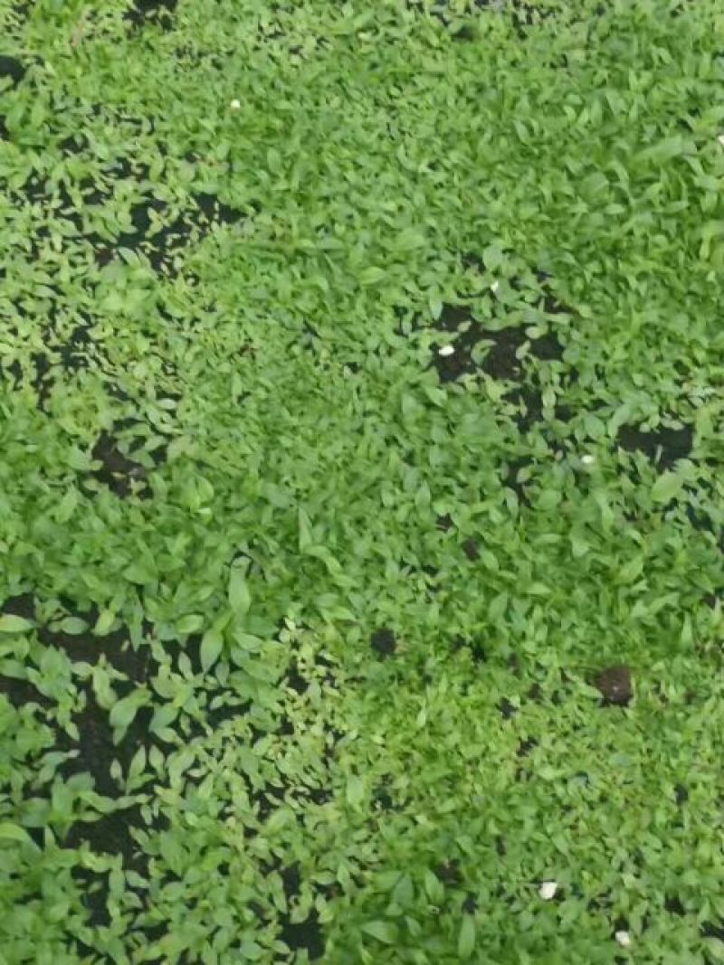 优质白芨种苗10cm以下