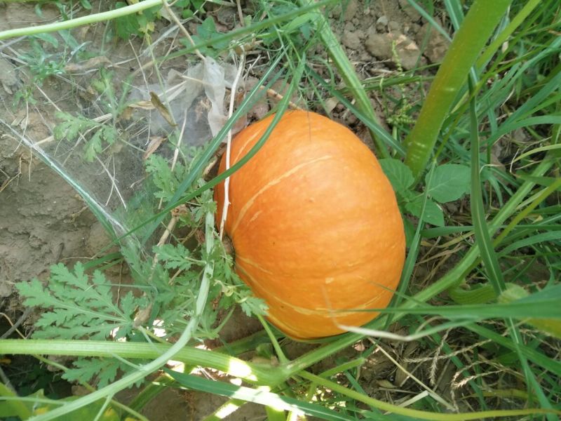 黄金二号红南瓜内蒙古沙漠种植又面又甜精品2~5斤