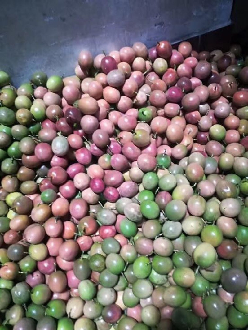 百香果广西桂林临桂百香果