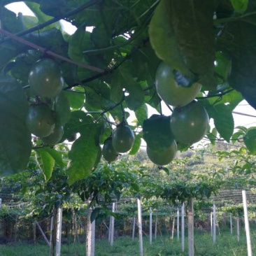 百香果广西桂林临桂百香果