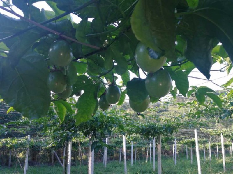 百香果广西桂林临桂百香果