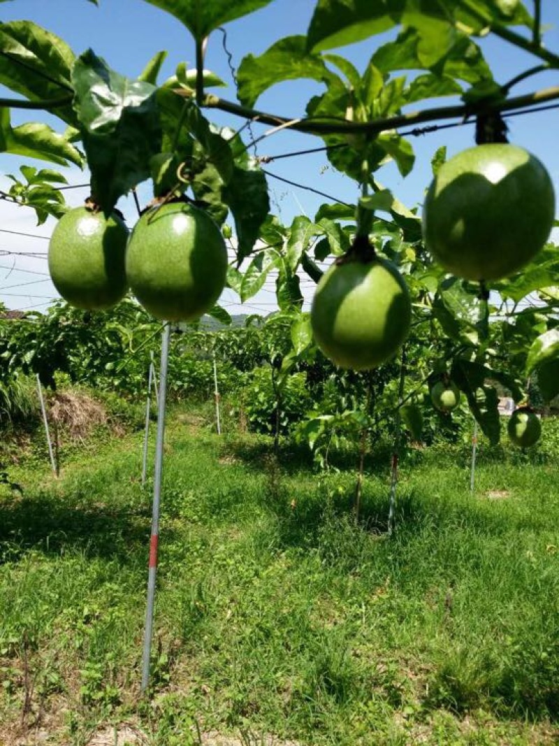 百香果广西桂林临桂百香果