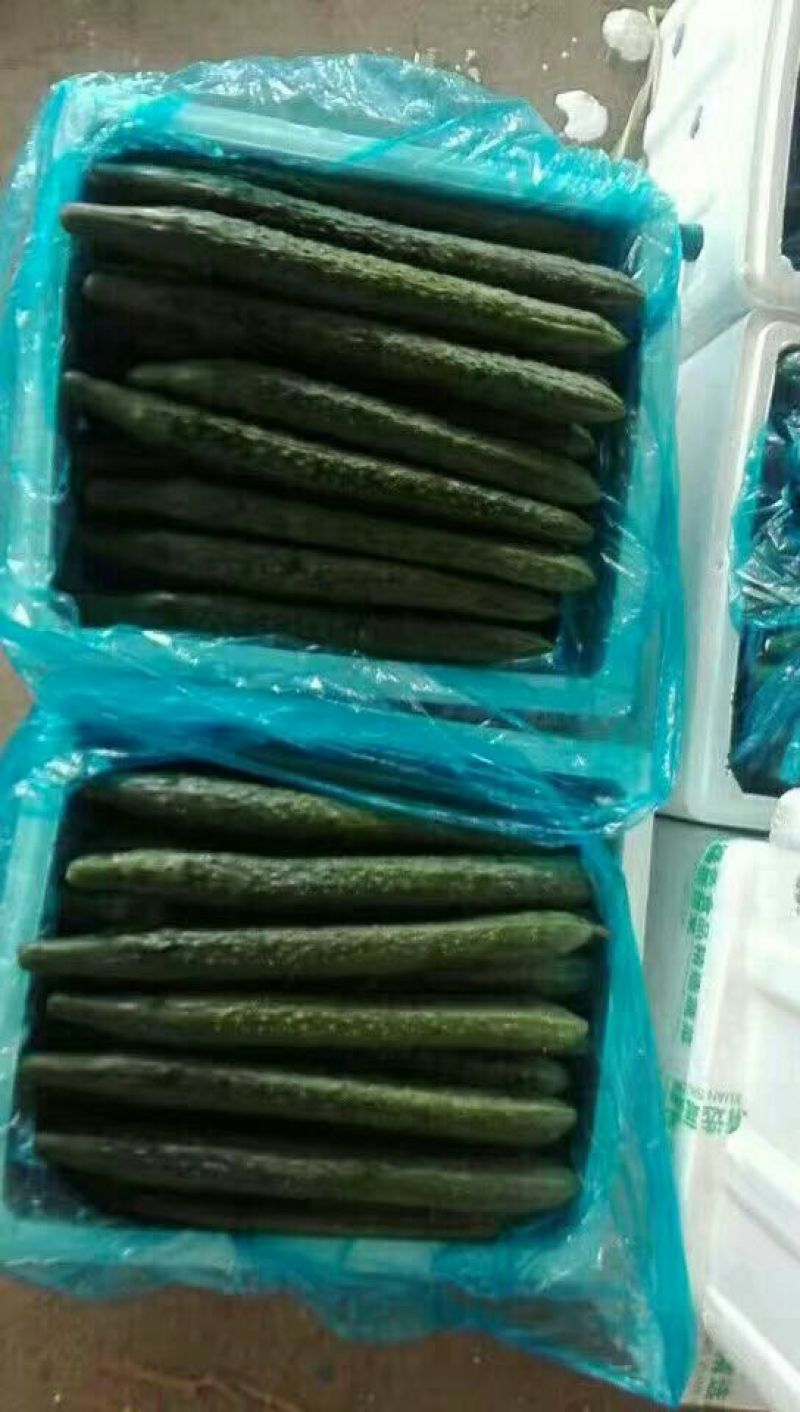 刺黄瓜鲜花带刺18~22公分