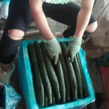 刺黄瓜鲜花带刺18~22公分