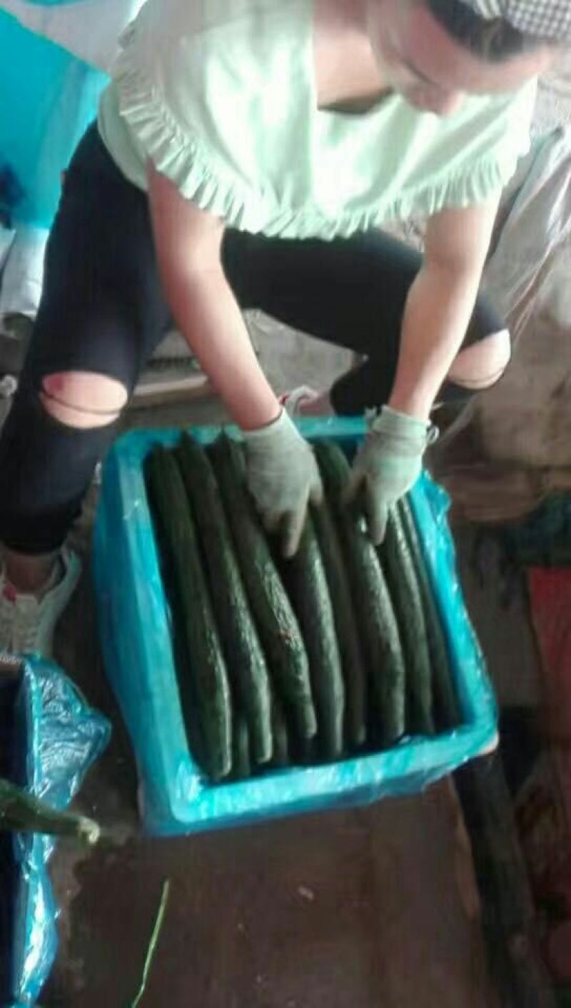刺黄瓜鲜花带刺18~22公分