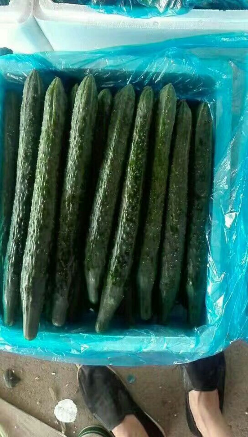 刺黄瓜鲜花带刺18~22公分