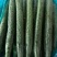 刺黄瓜鲜花带刺18~22公分