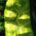 精品黄心大白菜4~6斤净菜，现已大量上市，