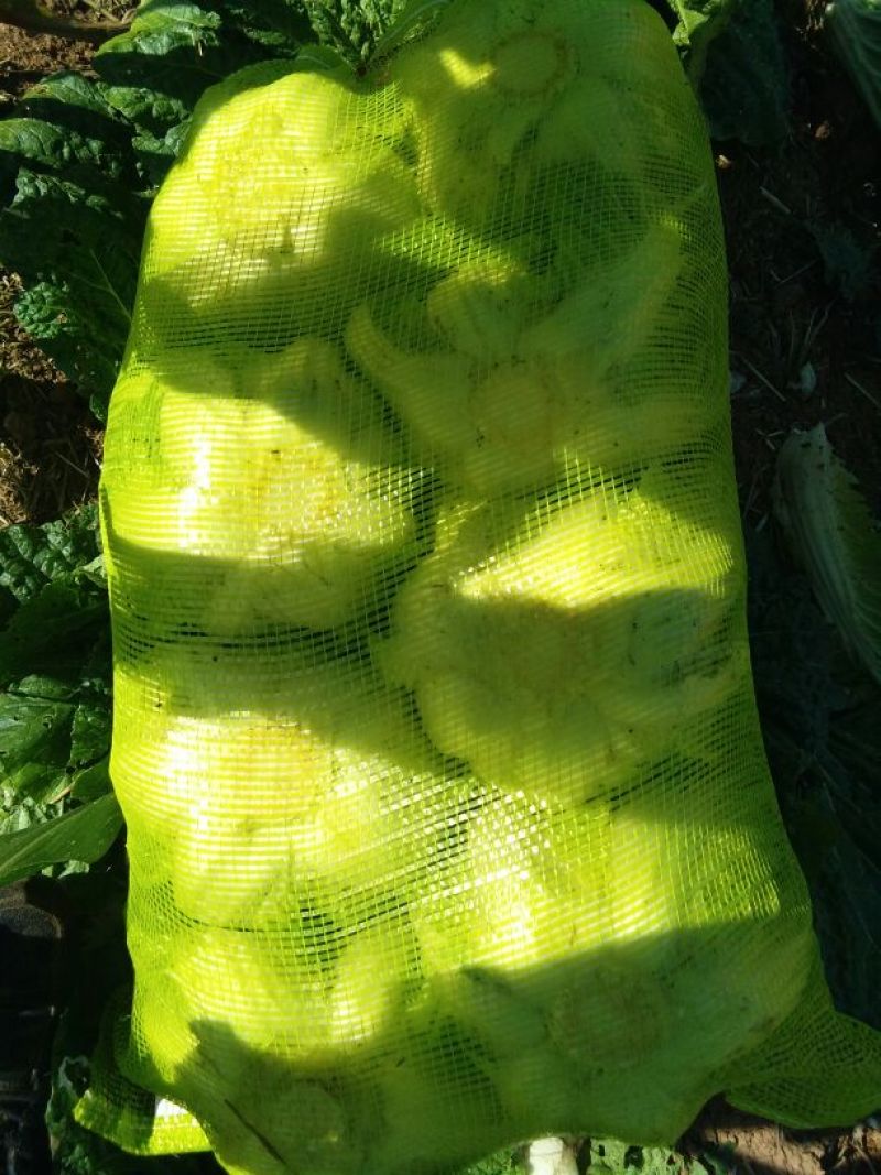 精品黄心大白菜4~6斤净菜，现已大量上市，
