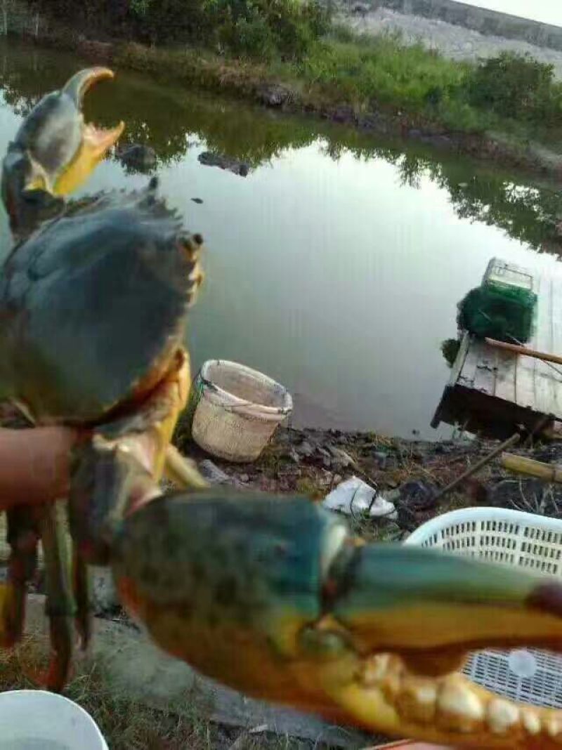 锯缘青蟹食用雄蟹