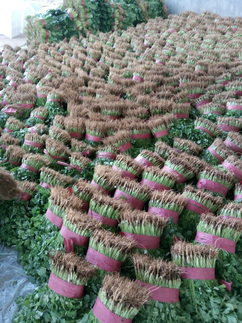 精品香菜，一年四季大量供应，需要的联系我。
