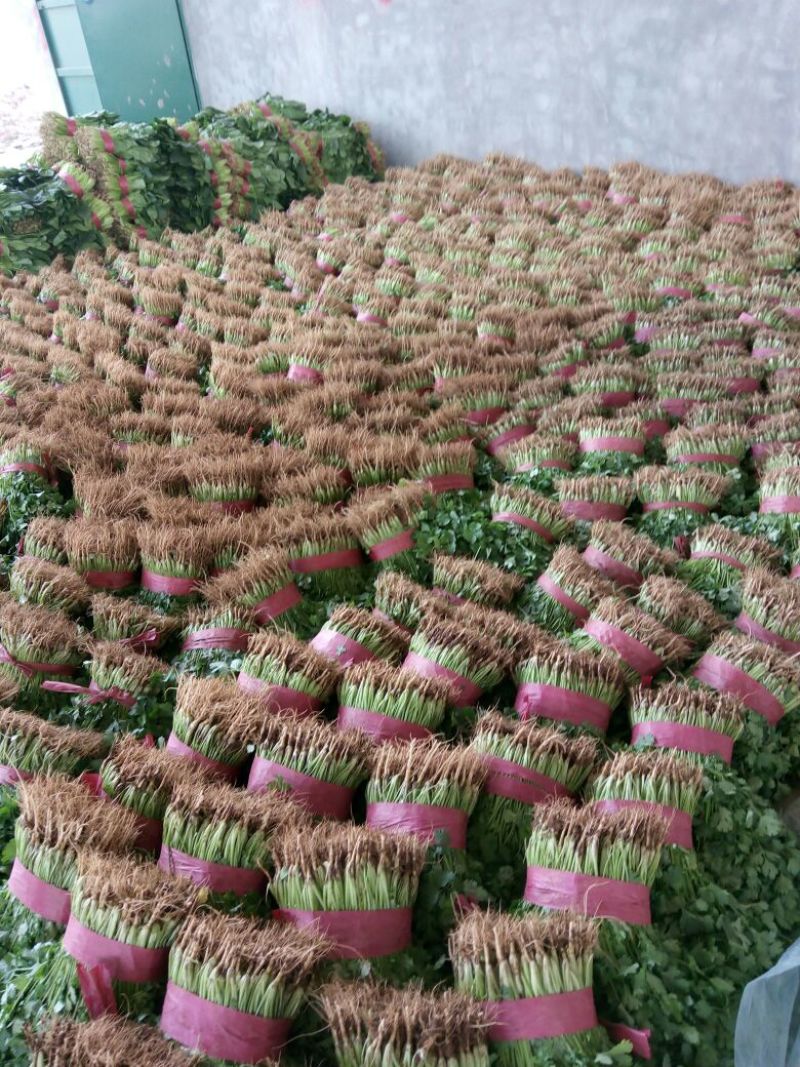 精品香菜，一年四季大量供应，需要的联系我。