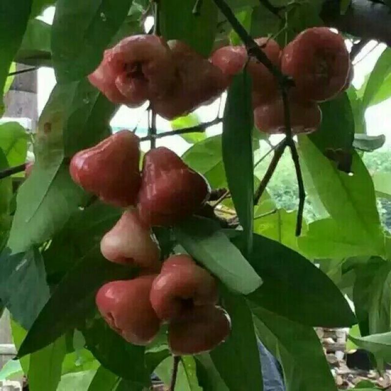 莲雾种苗