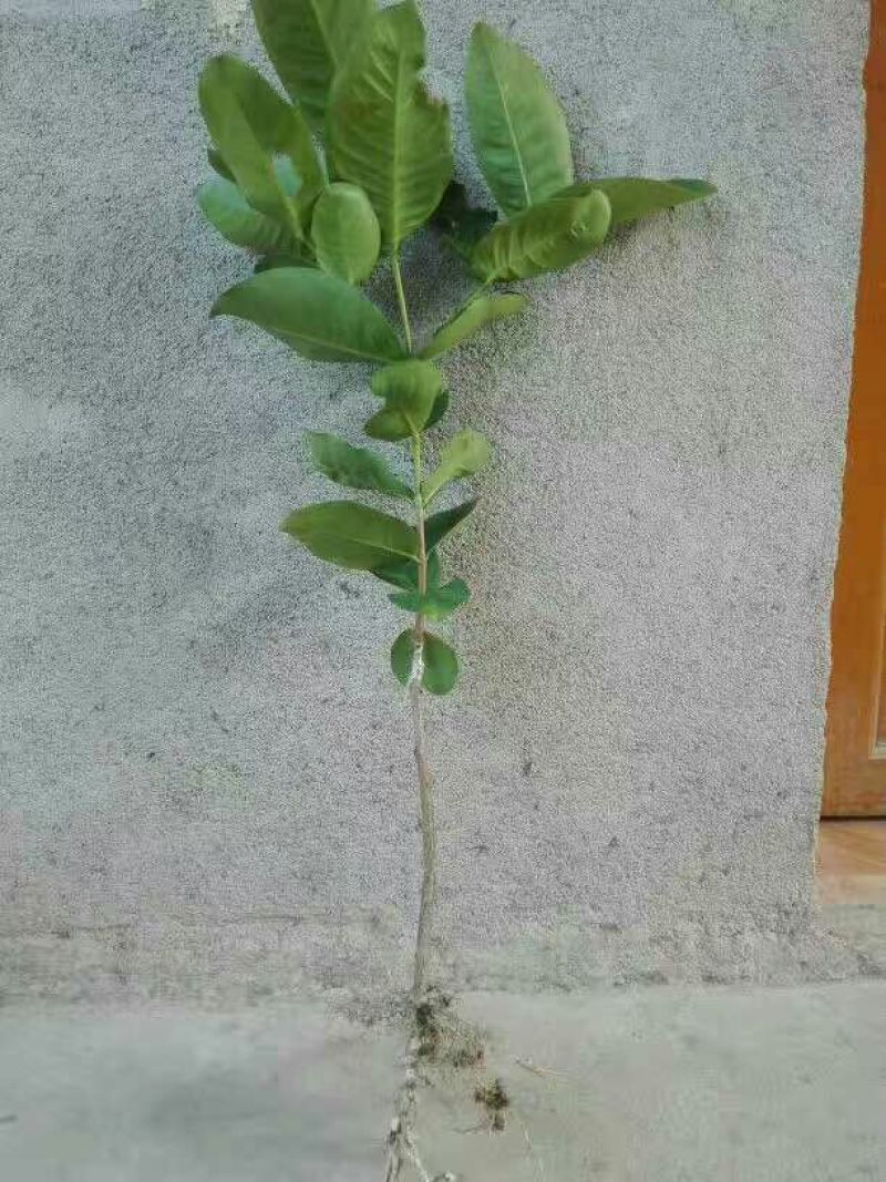 莲雾种苗
