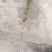 莲雾种苗