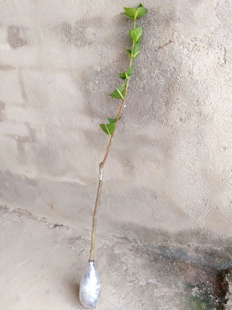 莲雾种苗