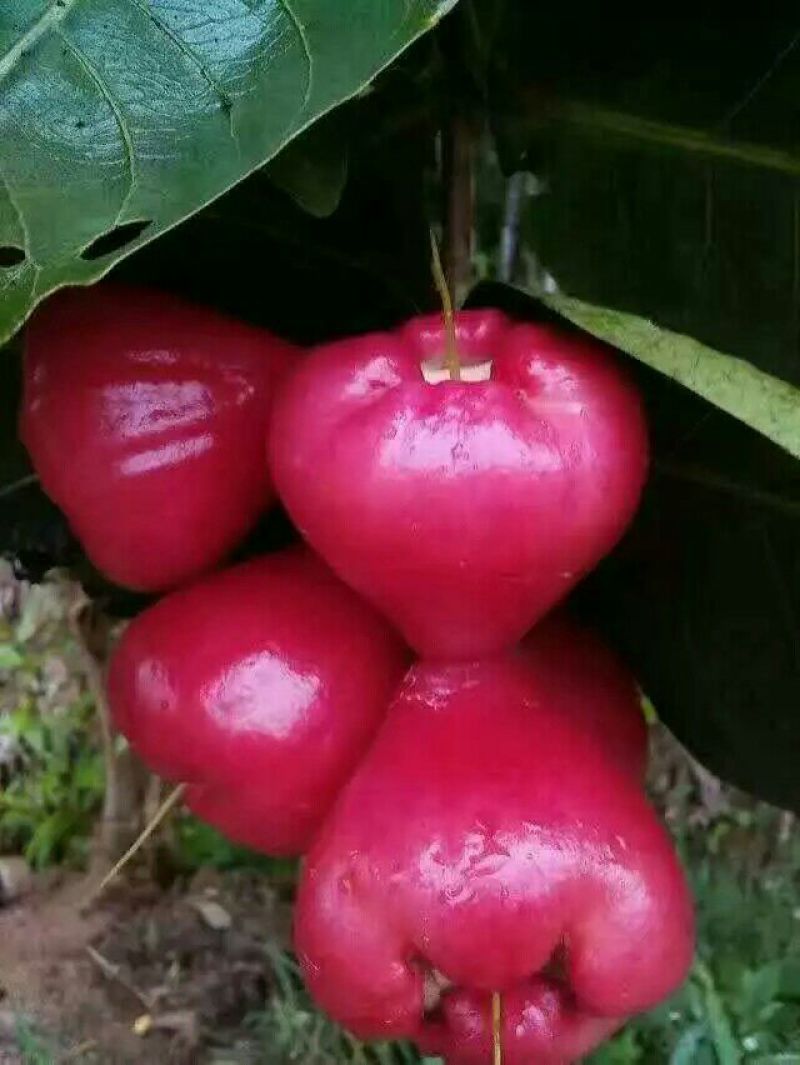 莲雾种苗