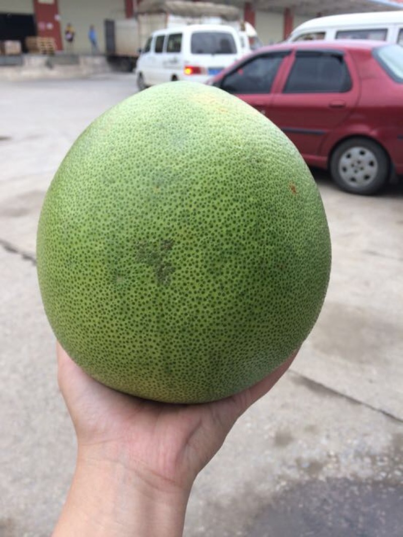 青柚2斤以上