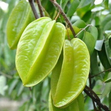 杨桃苗