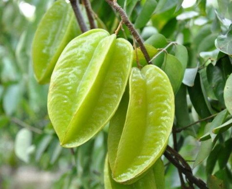杨桃苗