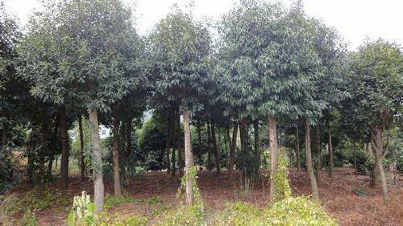 精品杜英，移栽杜英，全冠杜英，丛生杜英，光杆杜英
