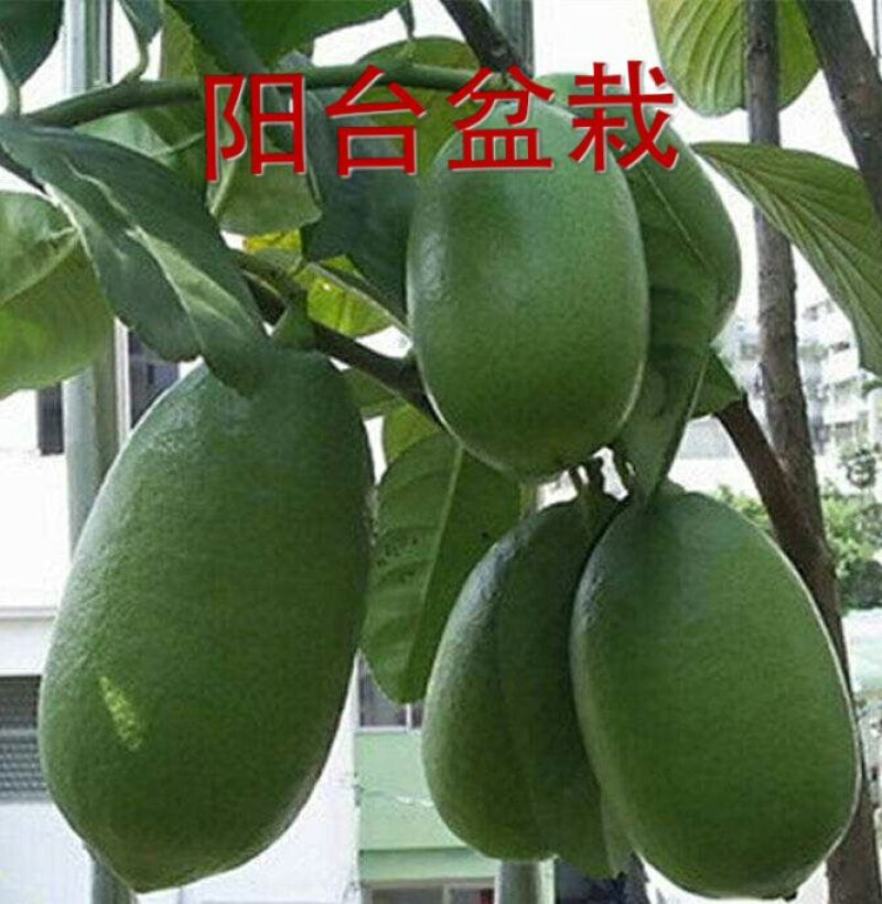 香水柠檬树苗台湾无仔青柠檬