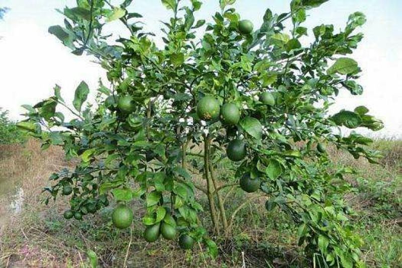 香水柠檬树苗台湾无仔青柠檬