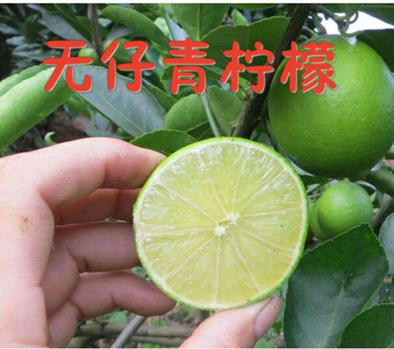 香水柠檬树苗台湾无仔青柠檬