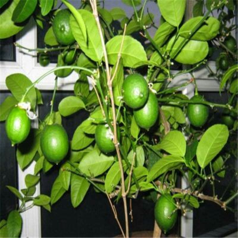香水柠檬树苗台湾无仔青柠檬