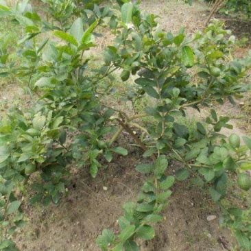 香水柠檬树苗台湾无仔青柠檬