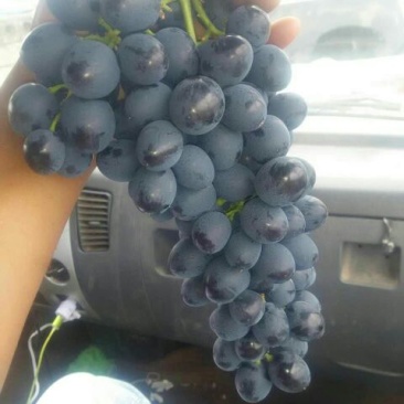 黑提1~2斤5%以下