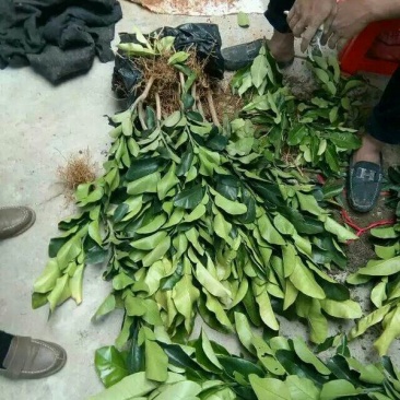 三红蜜柚苗
