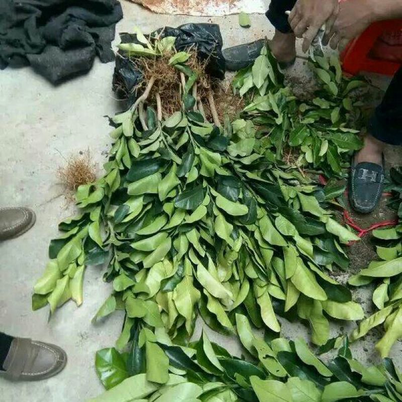 三红蜜柚苗