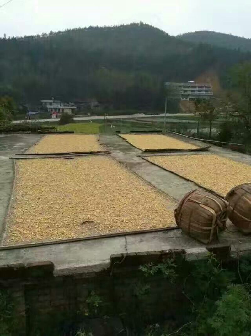 姜茶一级