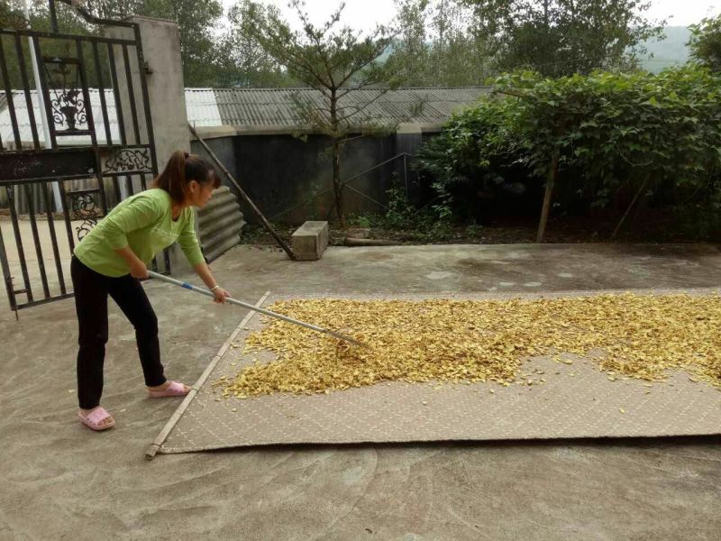 姜茶一级