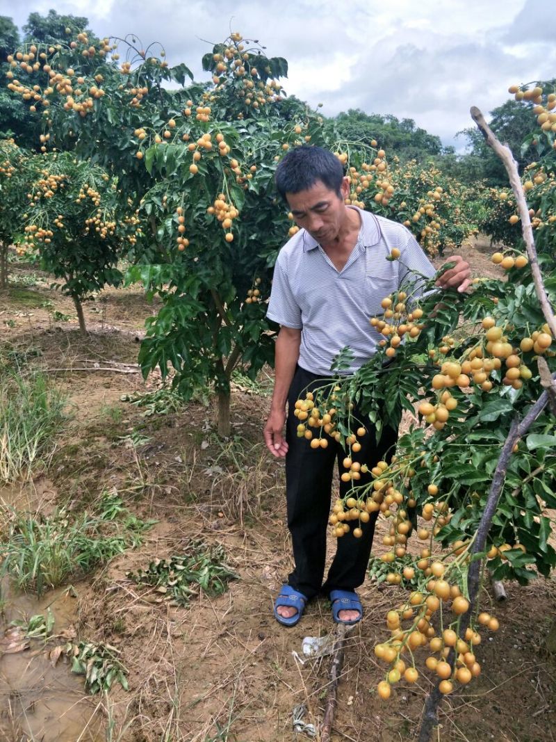 黑黄皮果苗贵妃黄皮苗(地苗)