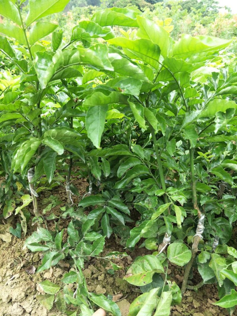 黑黄皮果苗贵妃黄皮苗(地苗)