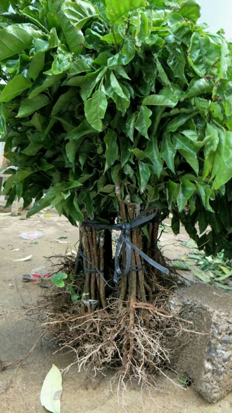 黑黄皮果苗贵妃黄皮苗(地苗)