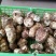 松蘑特级