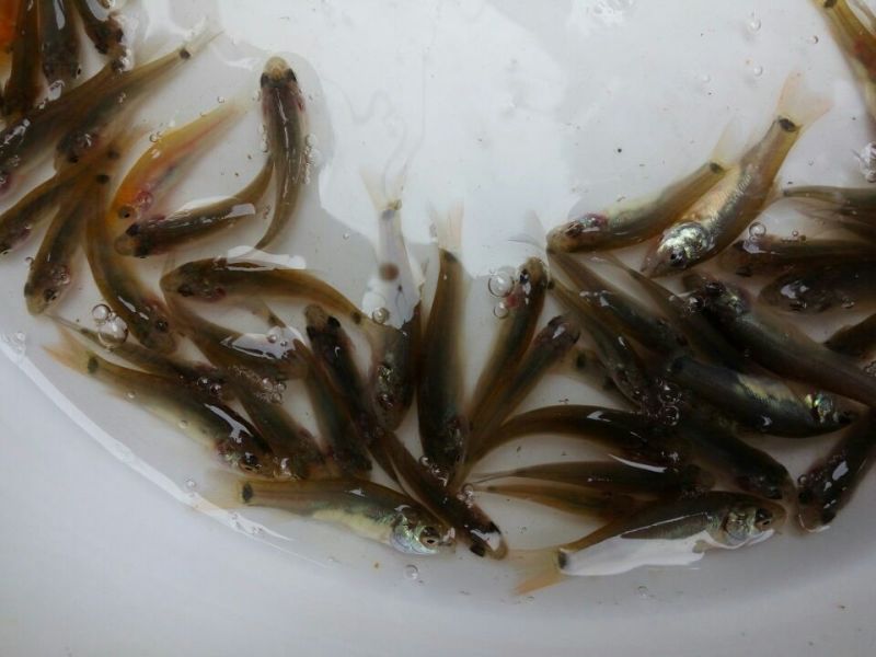 丁桂鱼苗