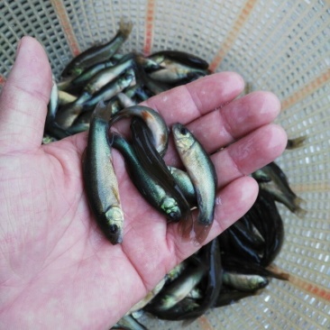 丁桂鱼苗