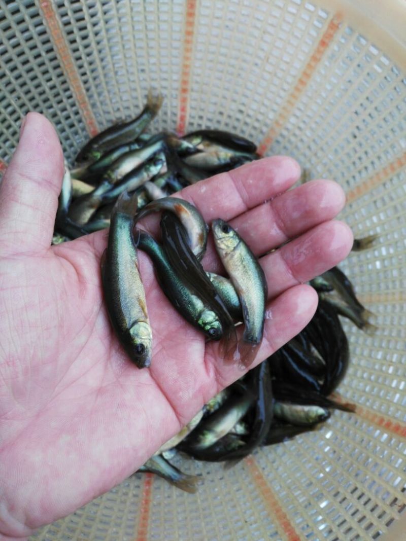 丁桂鱼苗