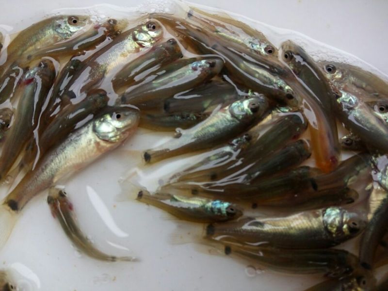 丁桂鱼苗
