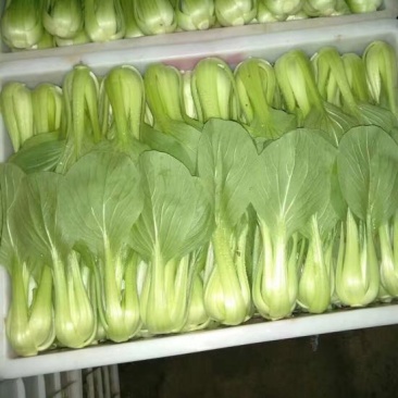上海青小白菜8~10cm