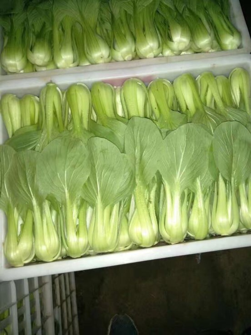 上海青小白菜8~10cm