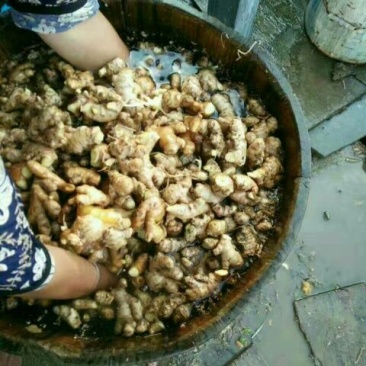 姜茶一级