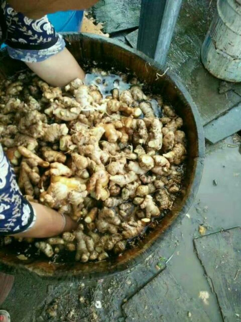 姜茶一级