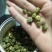 药用菊花散装