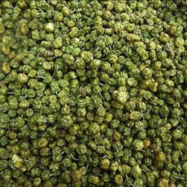药用菊花散装